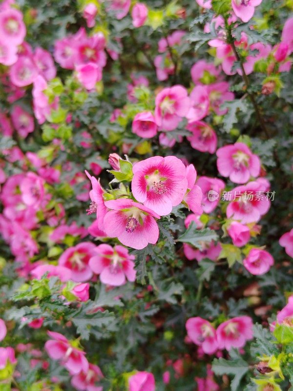 Anisodontea capensis